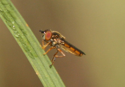 Platycheirus Syrphid Fly species