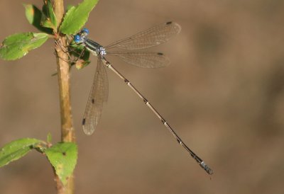 Lestes rectangularis; Slender Spreadwing; male