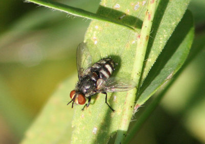 Winthemia Tachinid Fly species