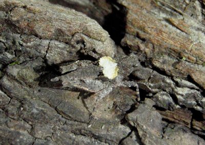 Tetrix ornata; Ornate Pygmy Grasshopper