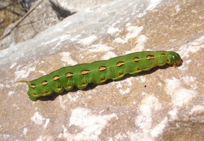 7894 - Hyles lineata; White-lined Sphinx Moth caterpillar