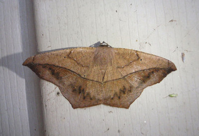 6982 - Prochoerodes lineola; Large Maple Spanworm Moth
