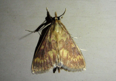 4949 - Ostrinia nubilalis; European Corn Borer Moth; male; exotic