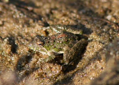 Blanchard's Cricket Frog