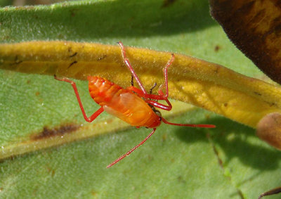 Oncopeltus fasciatus; Large Milkweed Bug nymph