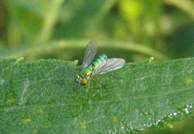 Chrysosoma Long-legged Fly species