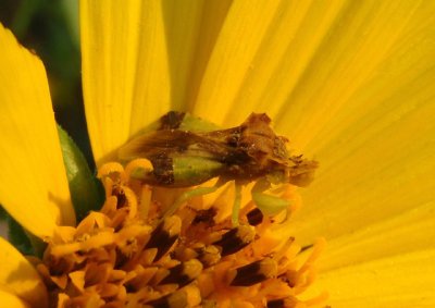 Phymata pennsylvanica; Pennsylvania Ambush Bug