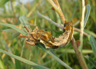 Limenitis archippus archippus; Viceroy caterpillar