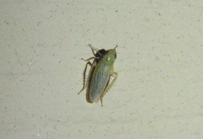 Graminella pallidula; Leafhopper species