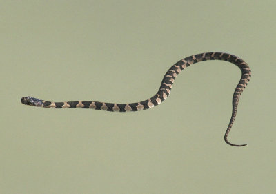Northern Water Snake; juvenile