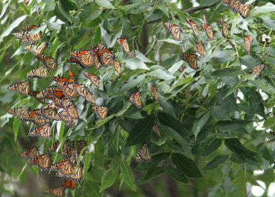 Danaus plexippus; Monarchs