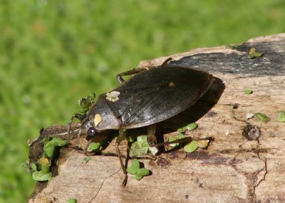 Belostoma Water Bug species