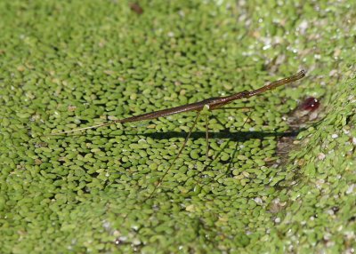 Ranatra fusca; Brown Waterscorpion