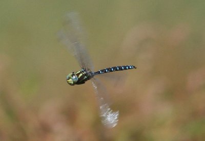 Aeshna constricta; Lance-tipped Darner; male