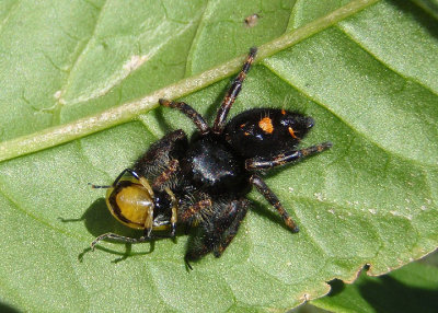 Phidippus audax; Bold Jumper; preying on Twelve-spotted Cucumber Beetle