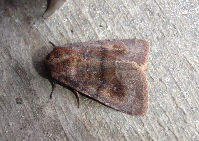 10524 - Nephelodes minians; Bronzed Cutworm Moth