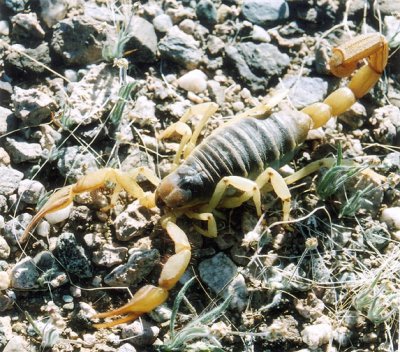 Hadrurus arizonensis; Arizona Hairy Scorpion