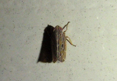 Reventazonia lawsoni; Leafhopper species