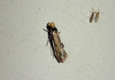 0301 - Homostinea curviliniella; Clothes Moth species