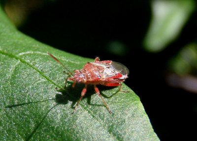 Liorhyssus hyalinus; Hyaline Grass Bug