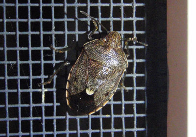 Banasa sordida; Stink Bug species