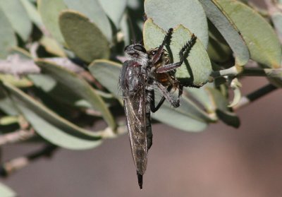 Efferia Robber Fly species; female; preying on a Honey Bee