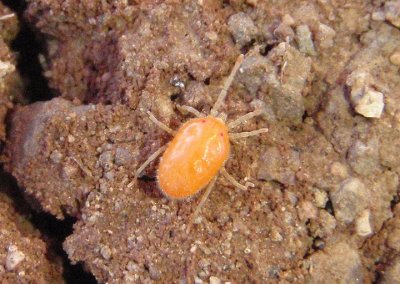 Erythraeidae Mite species