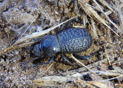 Cryptoglossa variolosa; Death-feigning Beetle species