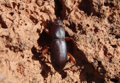 Argoporis rufipes; Darkling Beetle species