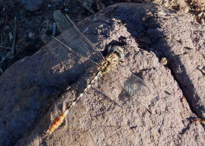 Erpetogomphus compositus; White-belted Ringtail; male