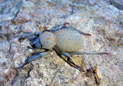 Asbolus verrucosus; Darkling Beetle species