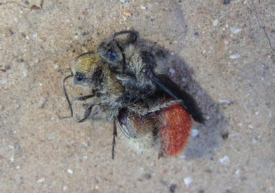 Dasymutilla foxi; Velvet Ant species; mating pair