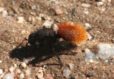 Dasymutilla magnifica; Velvet Ant species; female