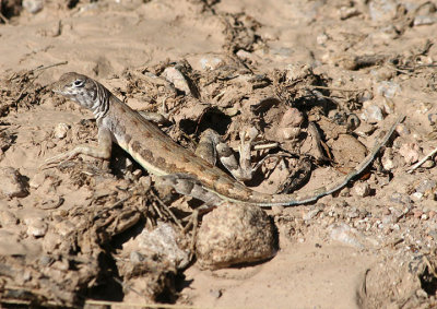 Zebra-tailed Lizard; female