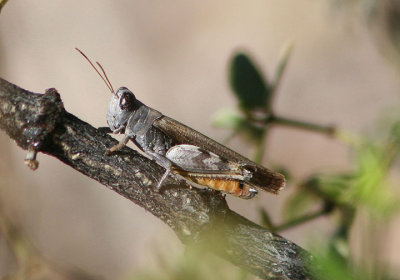 Ligurotettix coquilletti; Desert Clicker Grasshopper