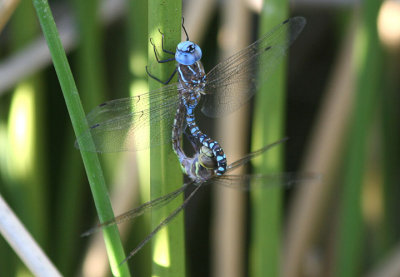 Rhionaeschna multicolor; Blue-eyed Darners; mating pair
