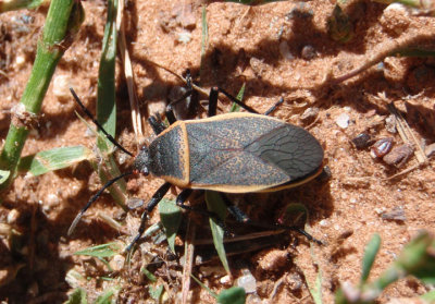Largus californicus; Bordered Plant Bug species
