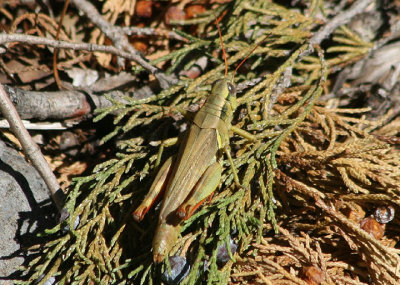 Melanoplus yarrowii; Yarrow's Grasshopper; female