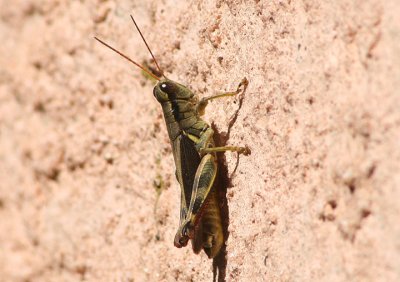 Melanoplus yarrowii; Yarrow's Grasshopper; male