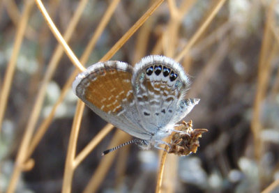 Brephidium exilis; Western Pygmy Blue