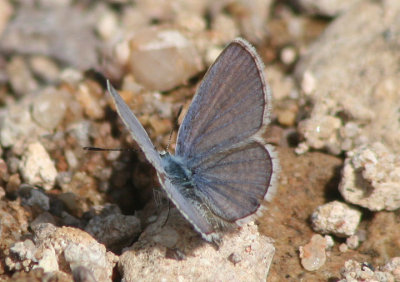 Hemiargus ceraunus; Ceraunus Blue; male