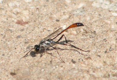 Ammophila Thread-waisted Wasp species