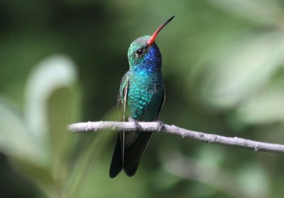 Broad-billed Hummingbird; male