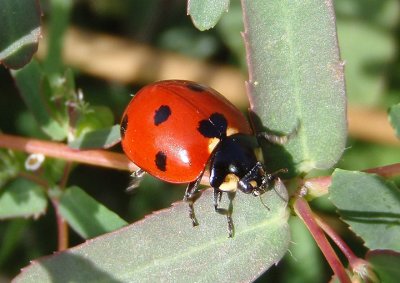 Coccinella septempunctata; Seven-spotted Lady Beetle; exotic
