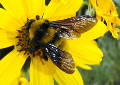 Bombus sonorus; Bumble Bee species