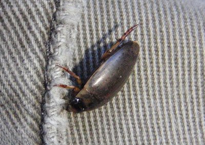 Rhantus Predaceous Diving Beetle species