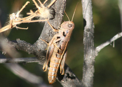 Barytettix humphreysii; Humphrey's Grasshopper