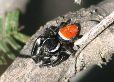 Phiddipus carneus; Jumping Spider species; male