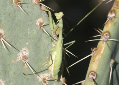 Stagmomantis limbata; Bordered Mantis; female
