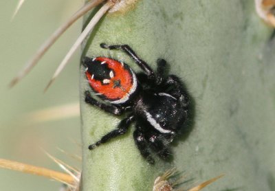 Phidippus carneus; Jumping Spider species; female